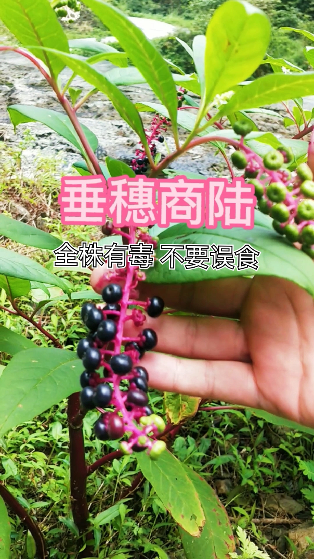 认识中草药#垂穗商陆全株有毒,根和果实毒性最强,大家记住千万不要