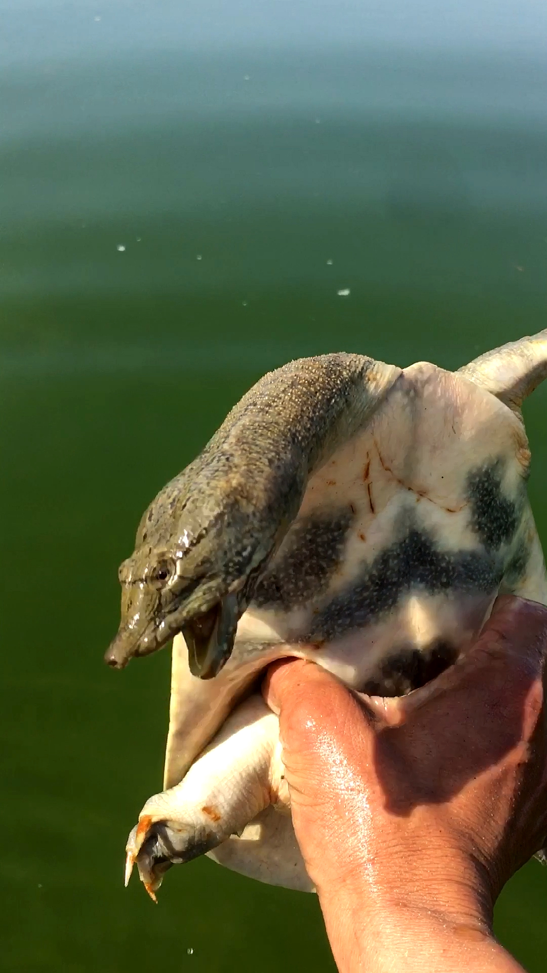 良弟抓甲鱼:这甲鱼勾出来跳一大圈,还这么凶