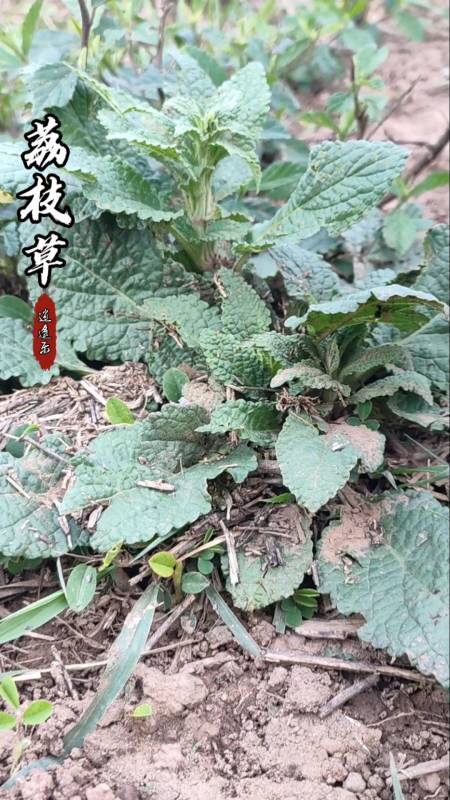 认识中草药#百草中药之荔枝草,唇形科鼠尾属植物,一年或二年生草本