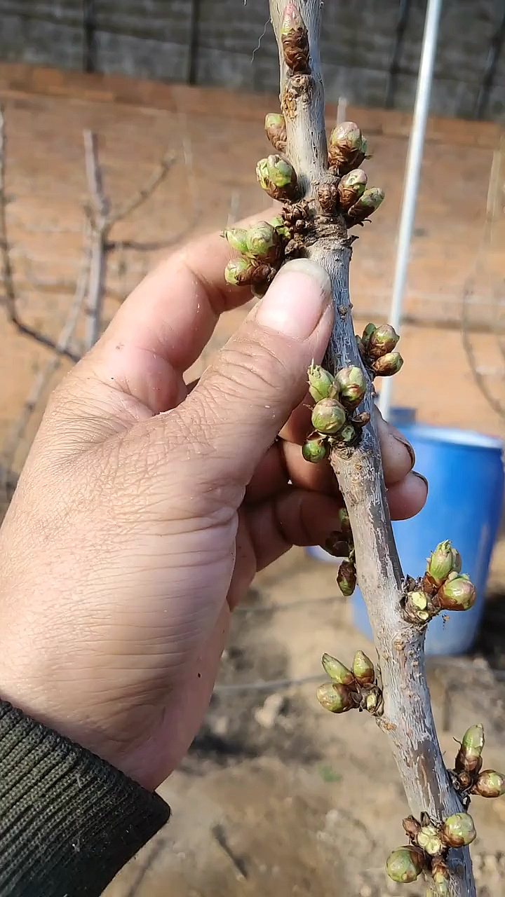大樱桃花芽不必太多,够用就行