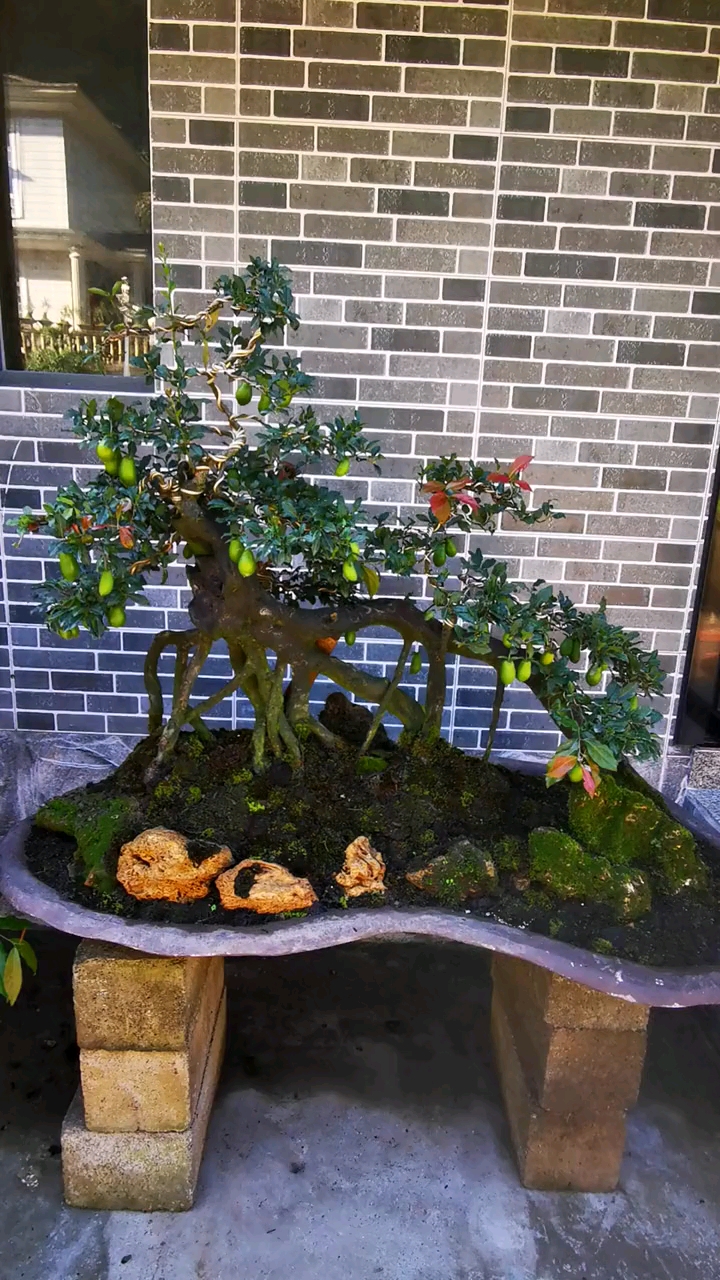 一本过桥丛林红芽葫芦果金弹子