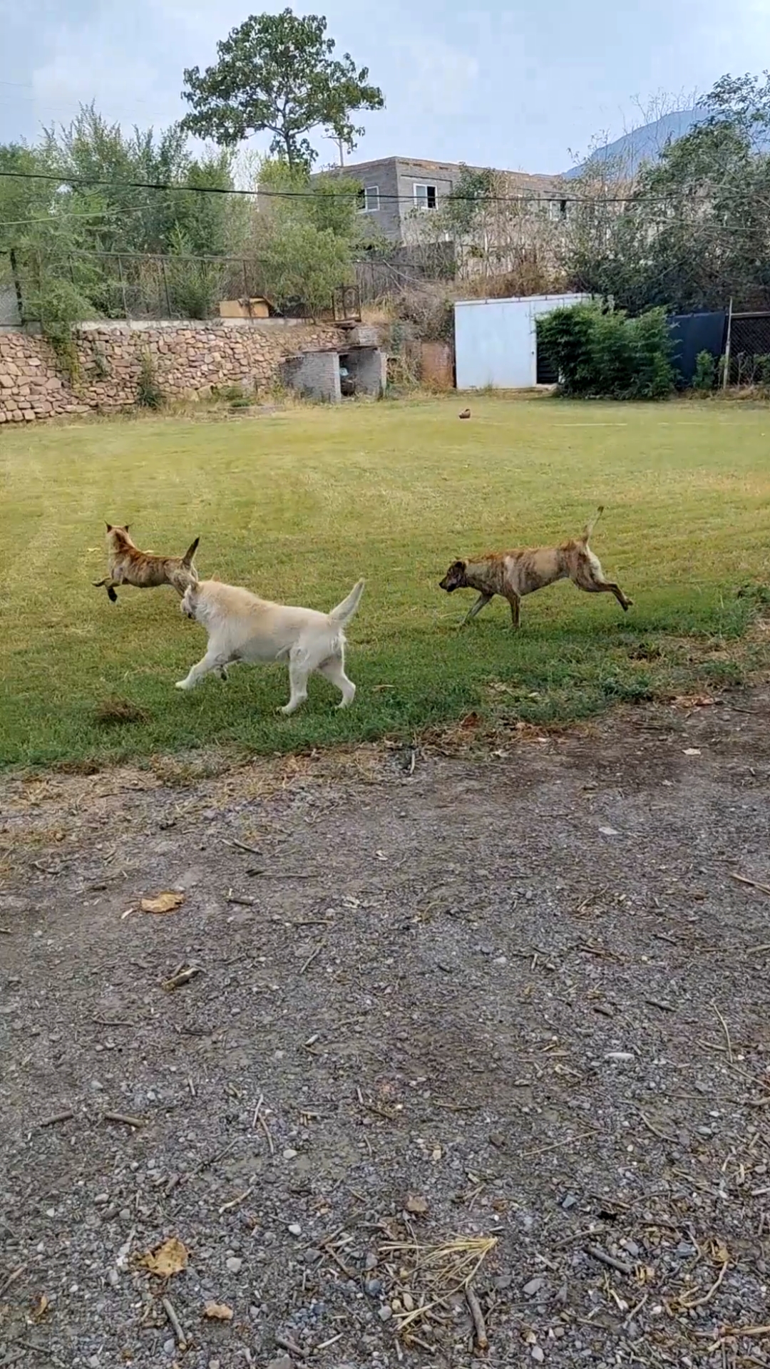 广西土猎犬#遛狗时间到!