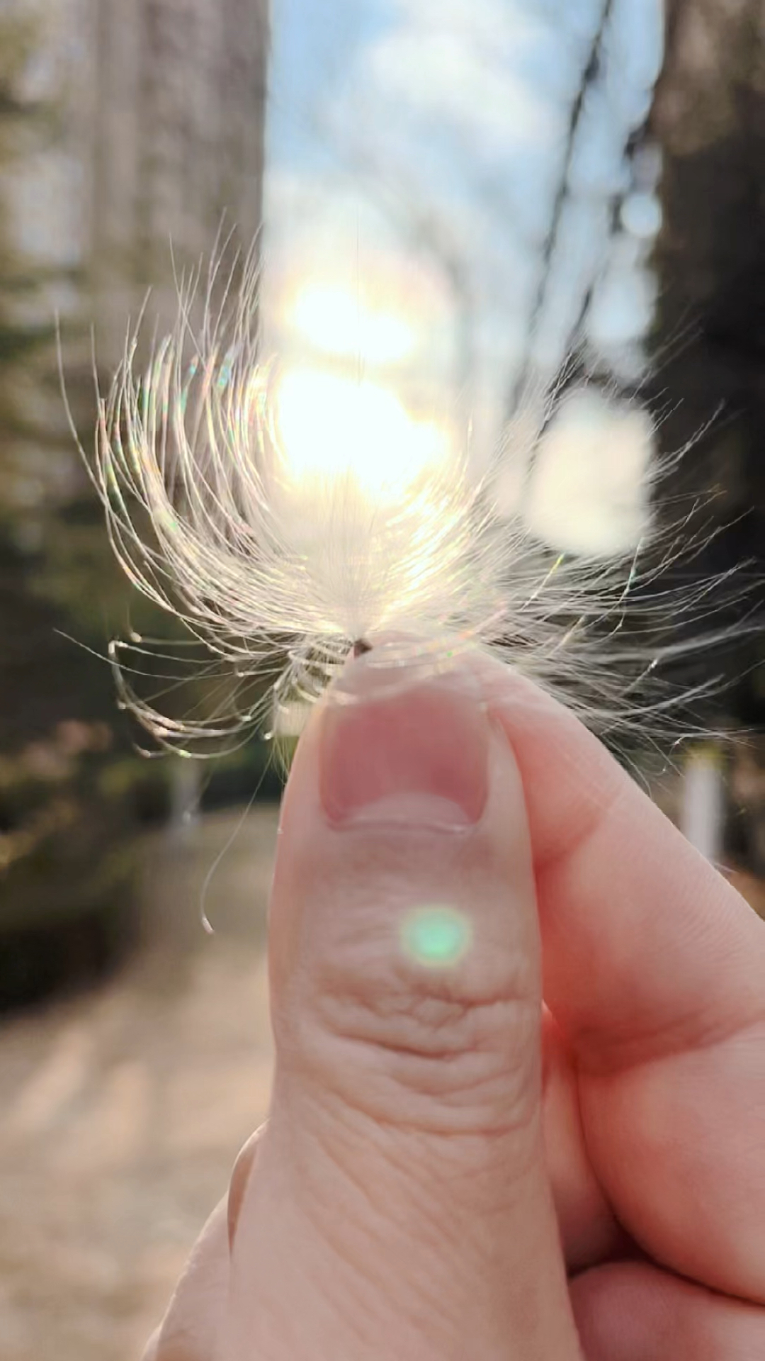 手机摄影#一缕青丝,一头白发