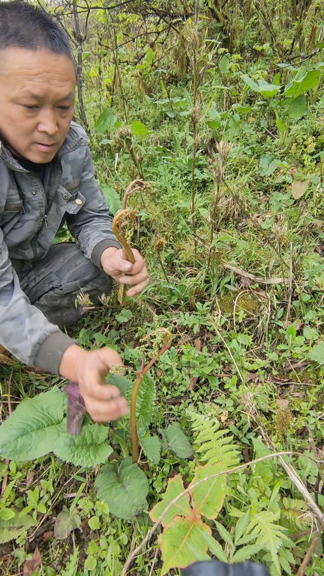 记录生活#大山里的美味水厥菜