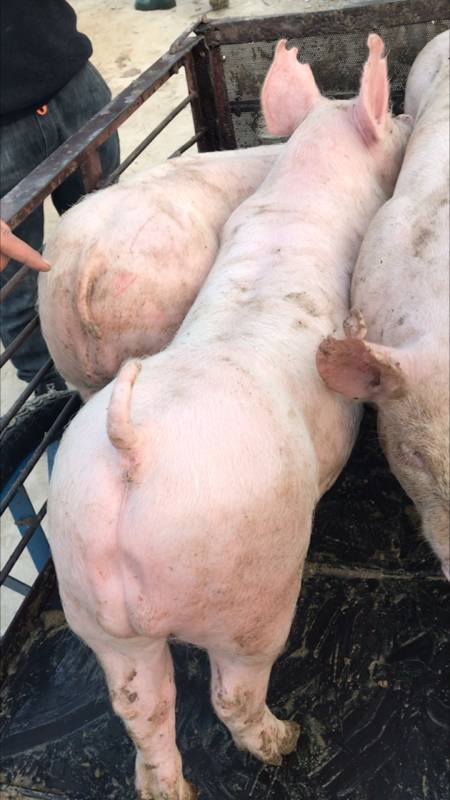 新美系大白后备公猪体型和品系好不好你们说了算