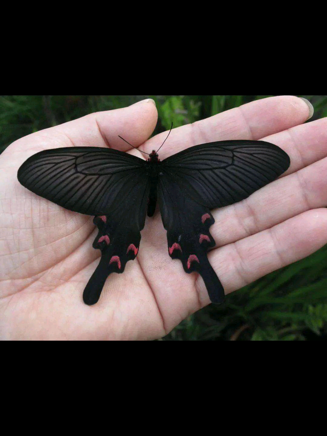 世界上第一毒的蝴蝶图片