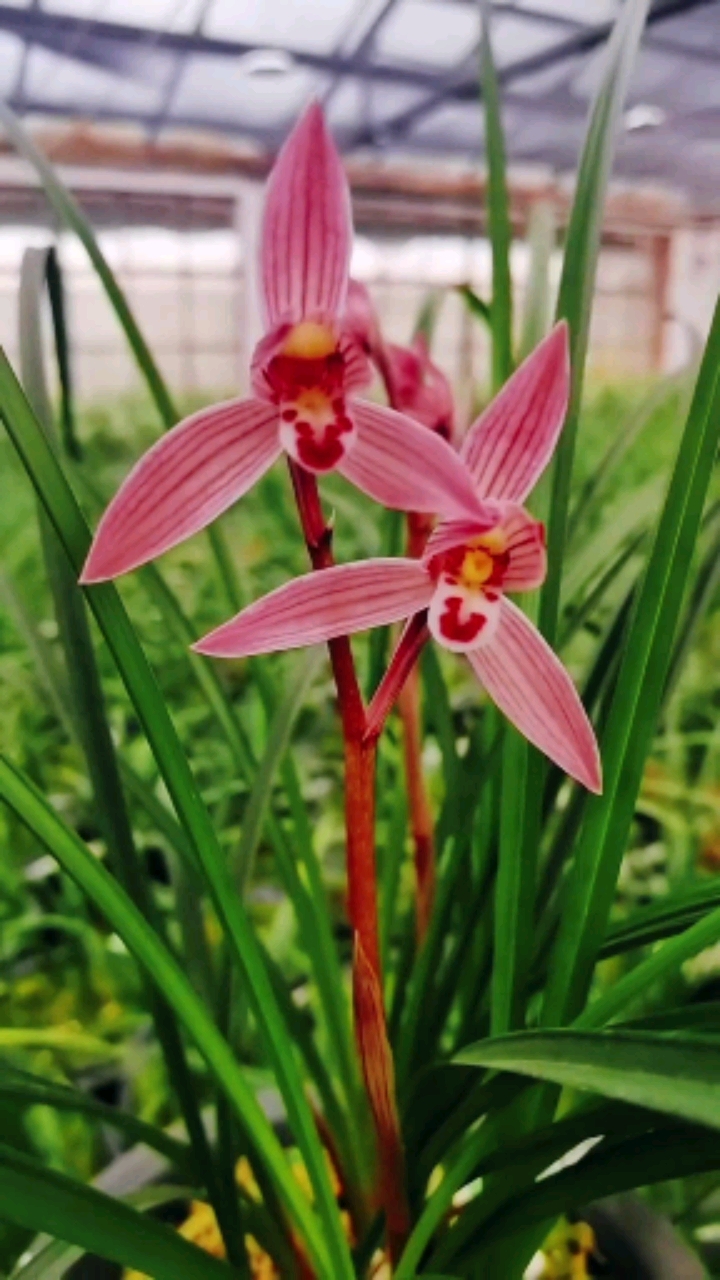 兰花#莲瓣兰"如意红荷"