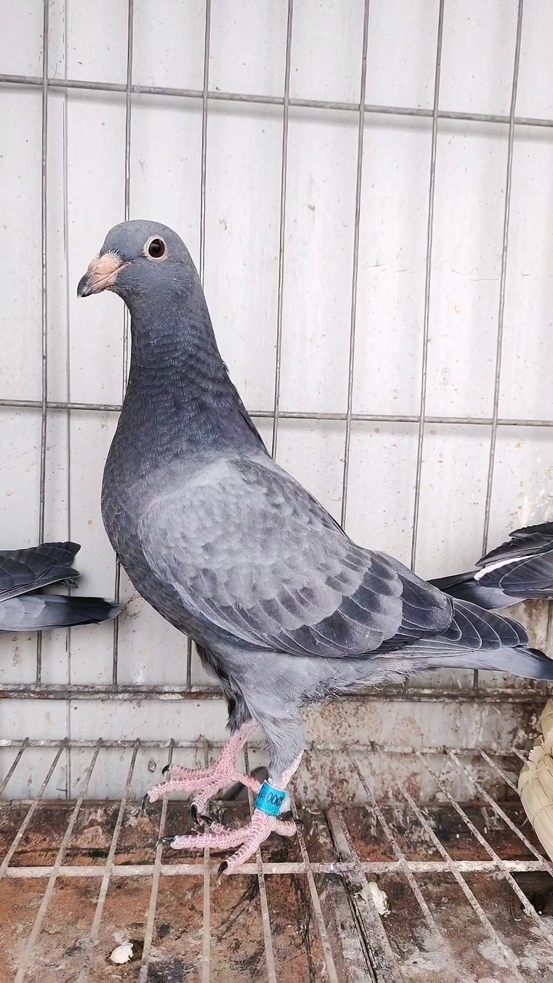 鸽棚信鸽#苏北幼鸽詹森石板一对