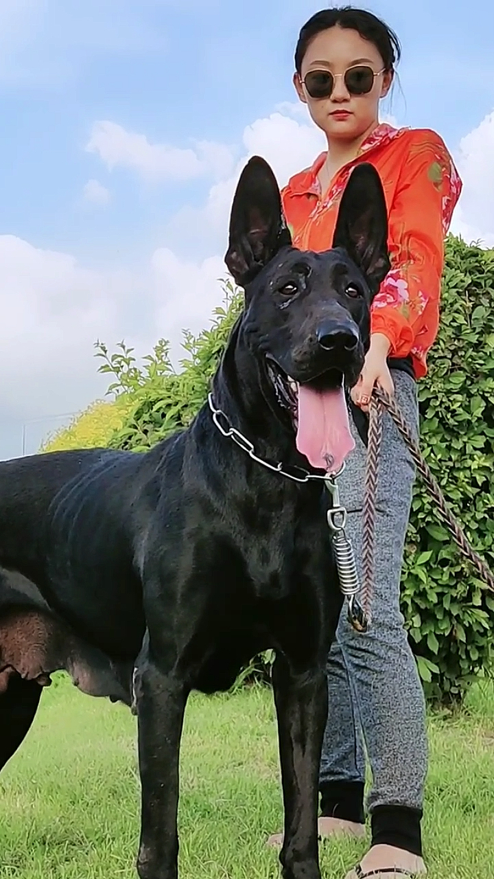 墨界黑狼犬#黑狼犬