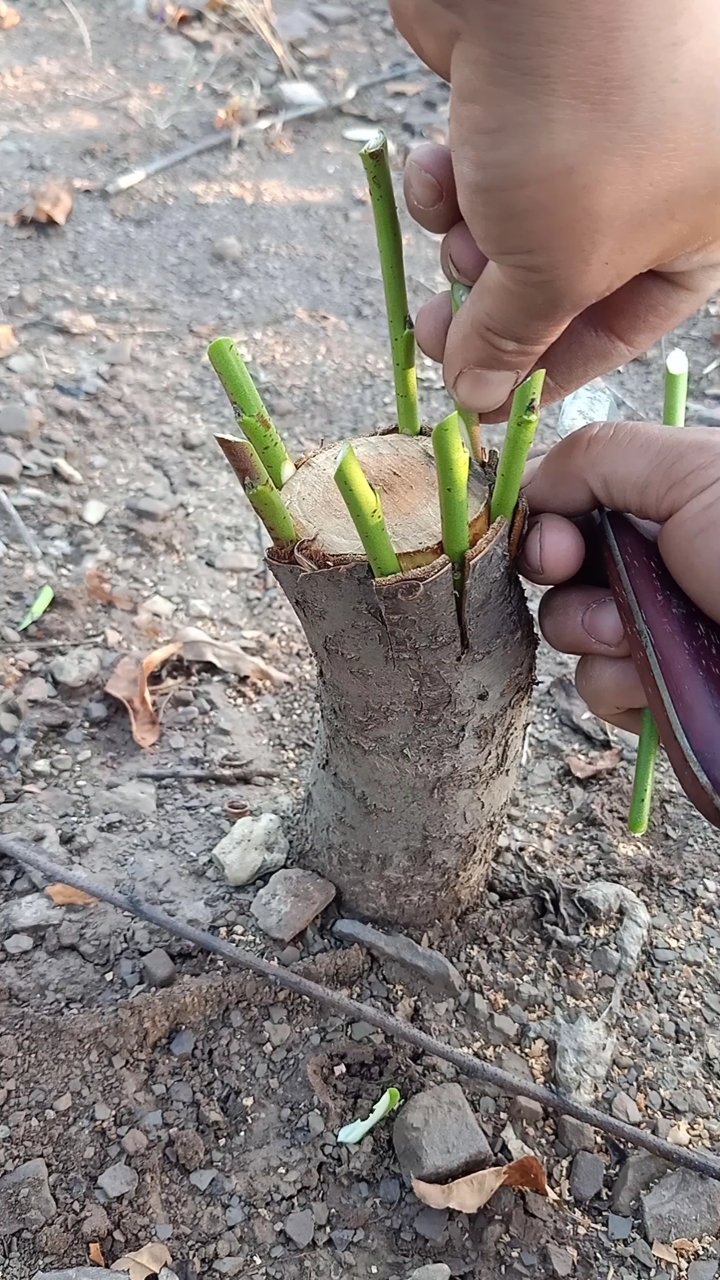 嫁接技术#这是枝芽接高手,一般人不懂
