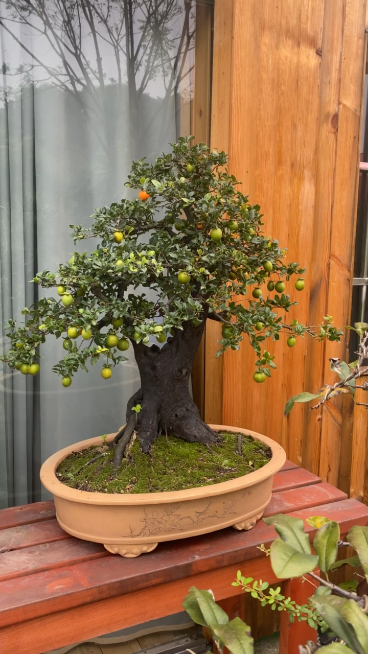 千奇百怪盆景桩老桩骨架金弹子