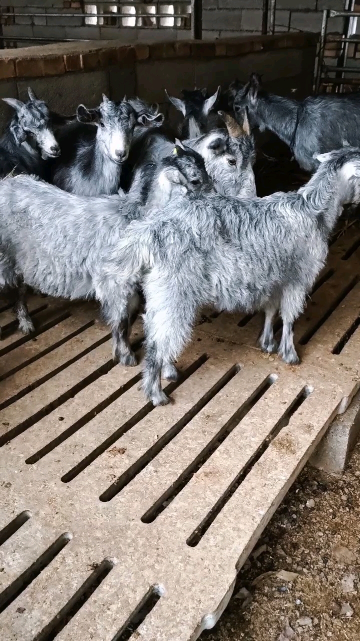 青山羊养殖前景图片