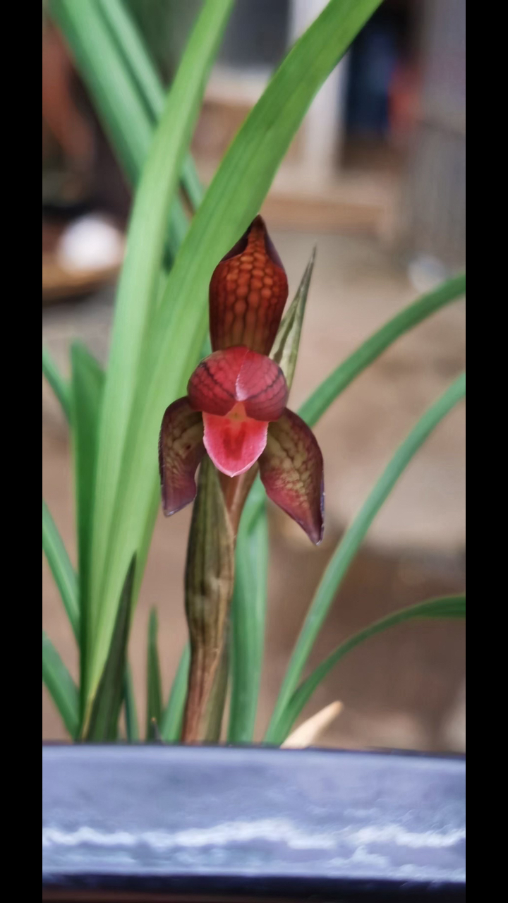 春兰红韵确实漂亮