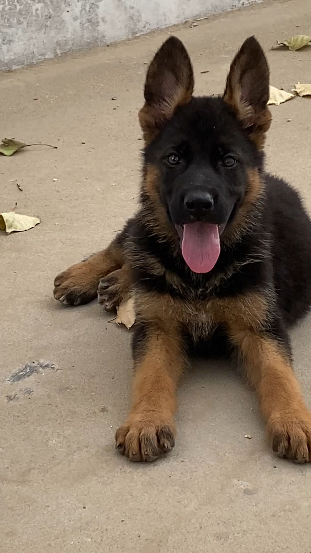 简单介绍一只德牧幼犬的养殖成本要多少钱.