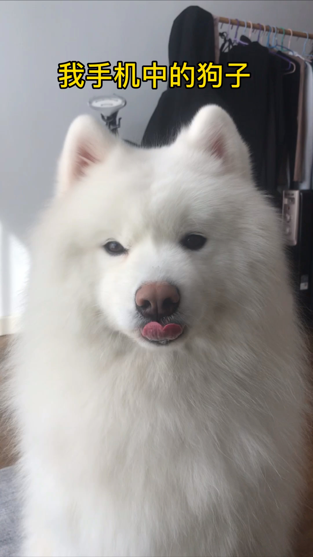 我家宠物成精了#舌头会比心的狗子