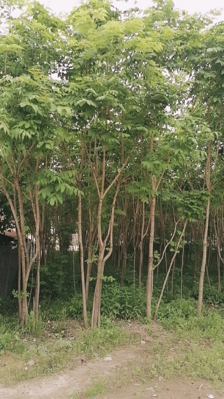 待售绿化树一一水曲柳