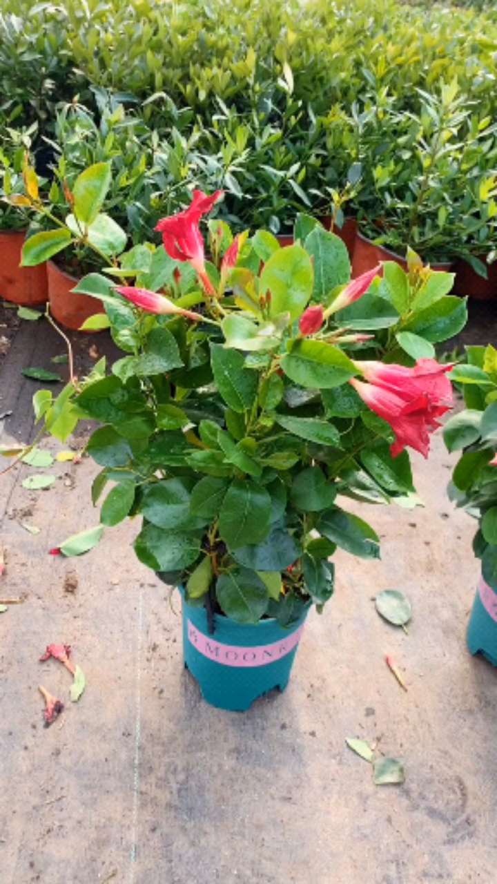 万里飘香藤花苞爆满,浓香型花卉