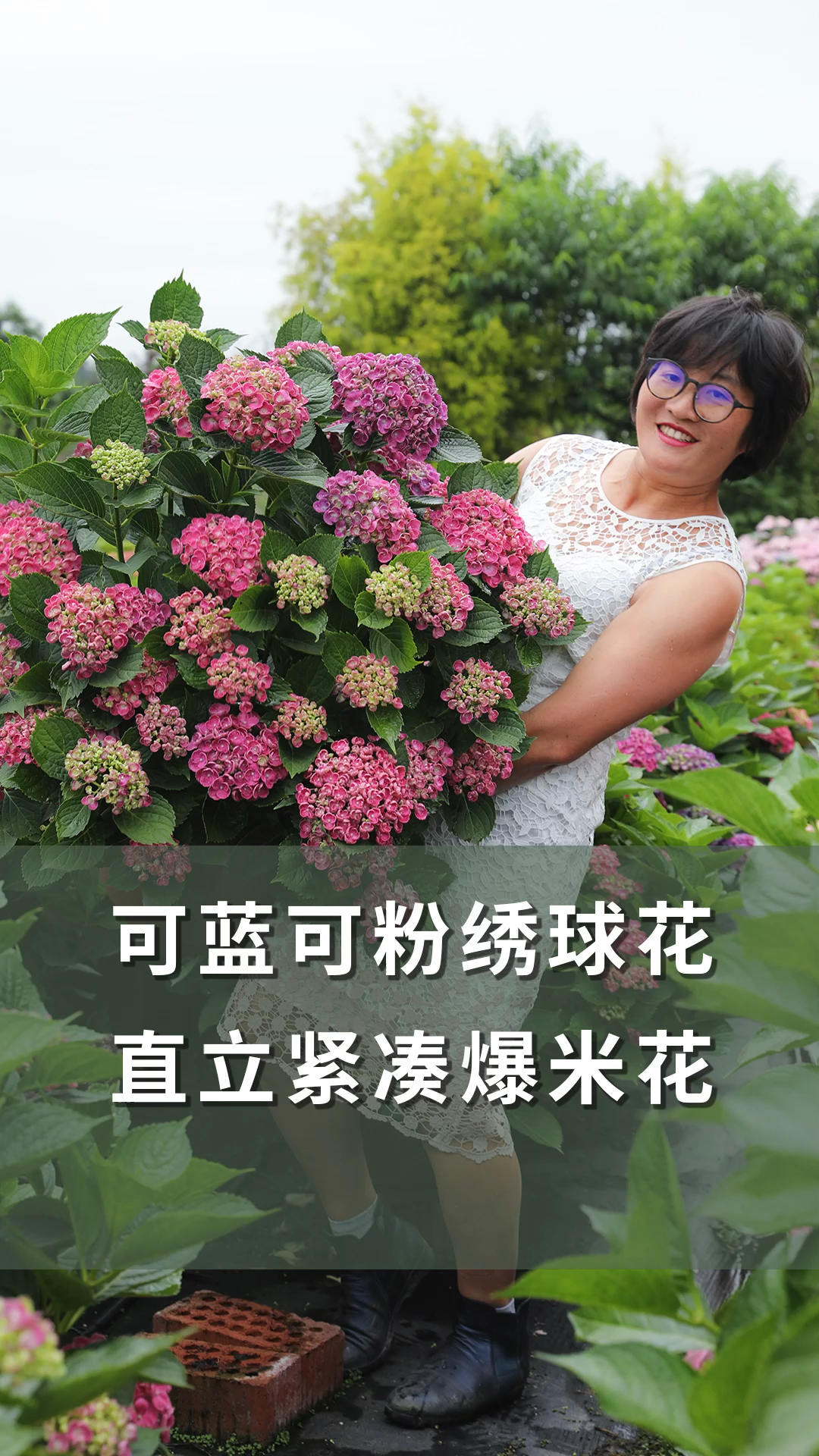 好物推荐可蓝可粉绣球花直立紧凑爆米花