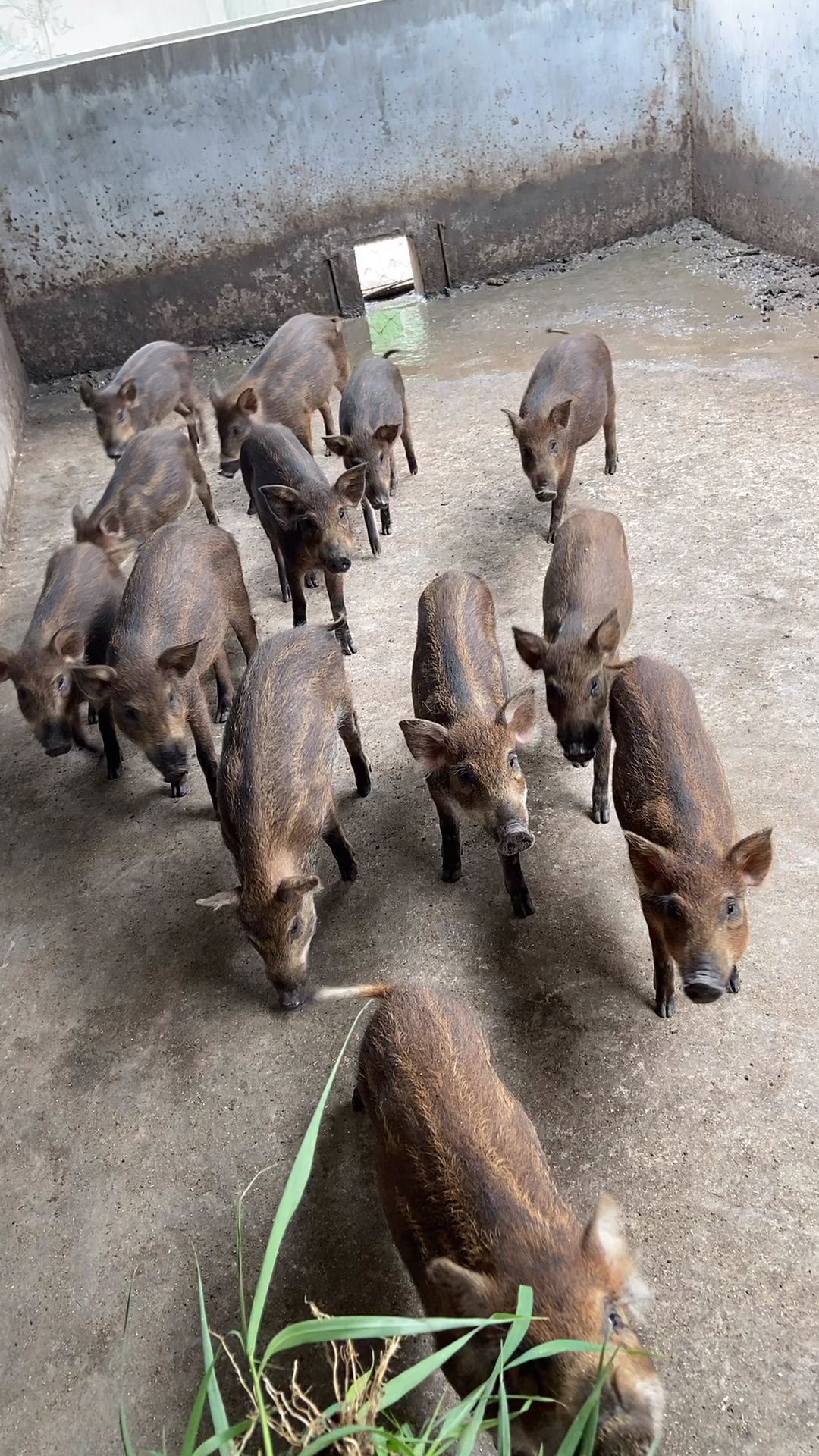 广西南宁野猪养殖基地野猪养殖场-度小视