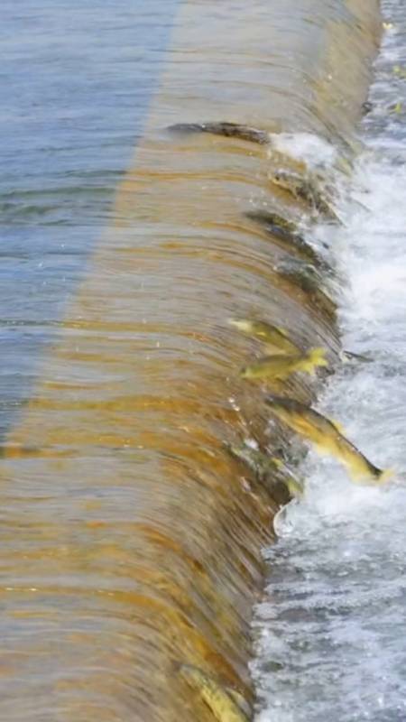 保护大自然#沙柳河的湟鱼洄游画面,太壮观了