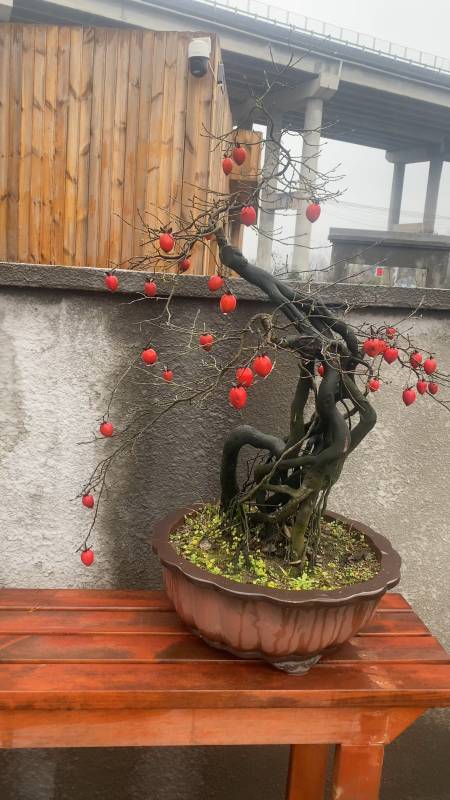 千奇百怪盆景桩#精品老鸦柿盆景-度小视