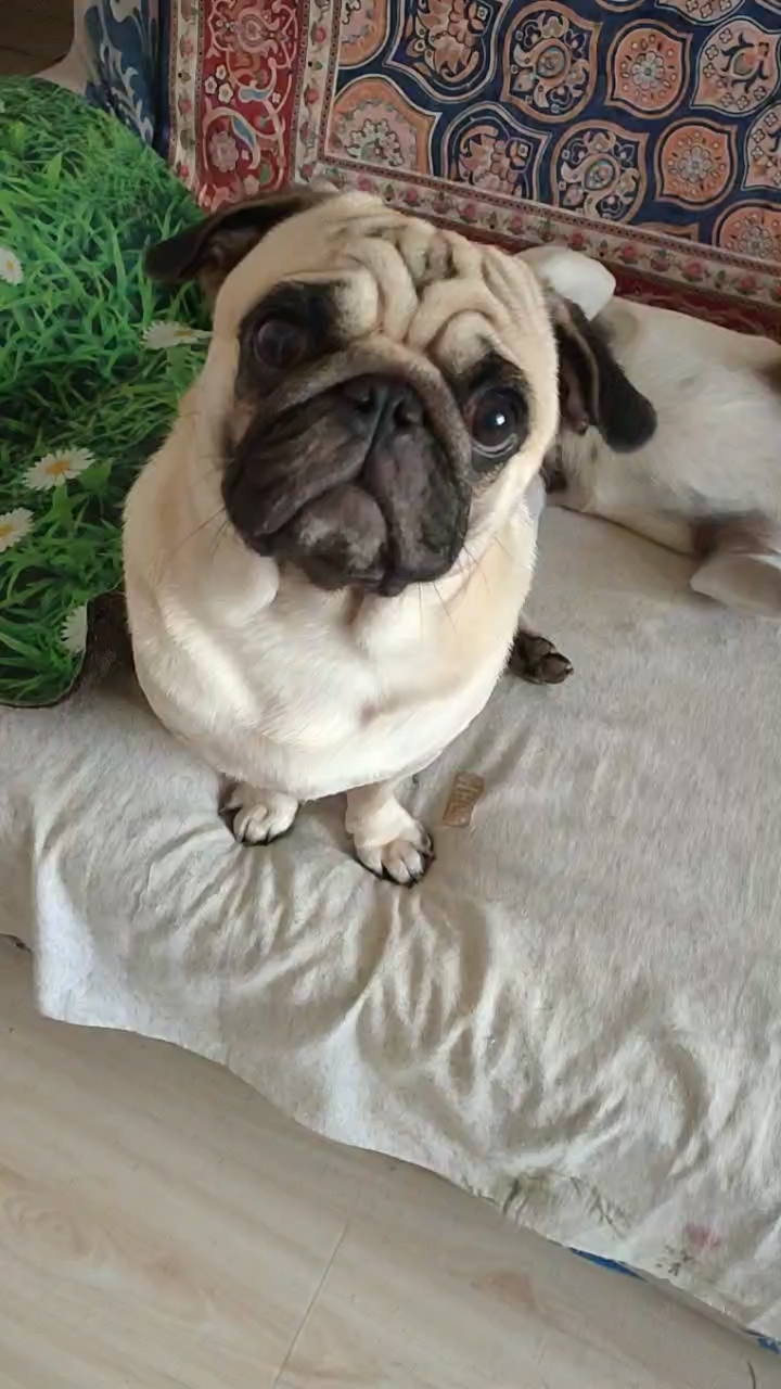 可爱的欠登小天吼!