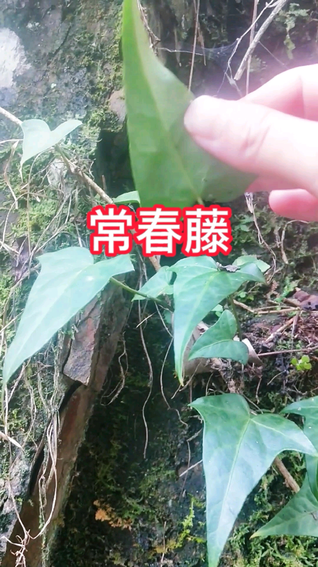 植物科普#常春藤别称三角风,枫荷梨藤等,属五加科