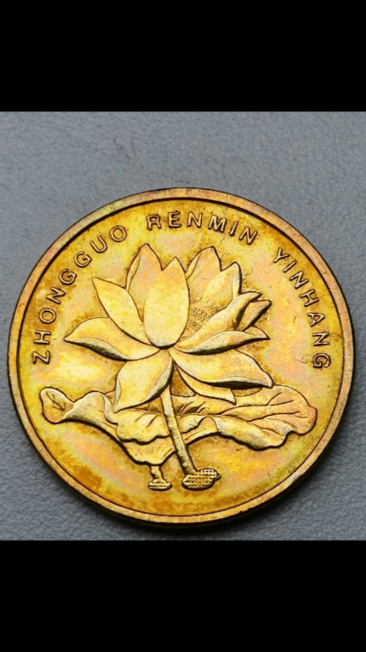 色彩缤纷的荷花五角,大家见过吗