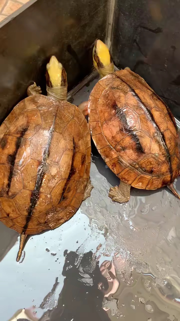 冷水海南大黄头母#金钱龟