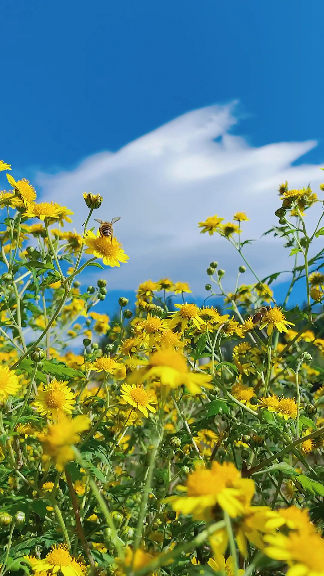 乡村生活野菊花这样拍太美了