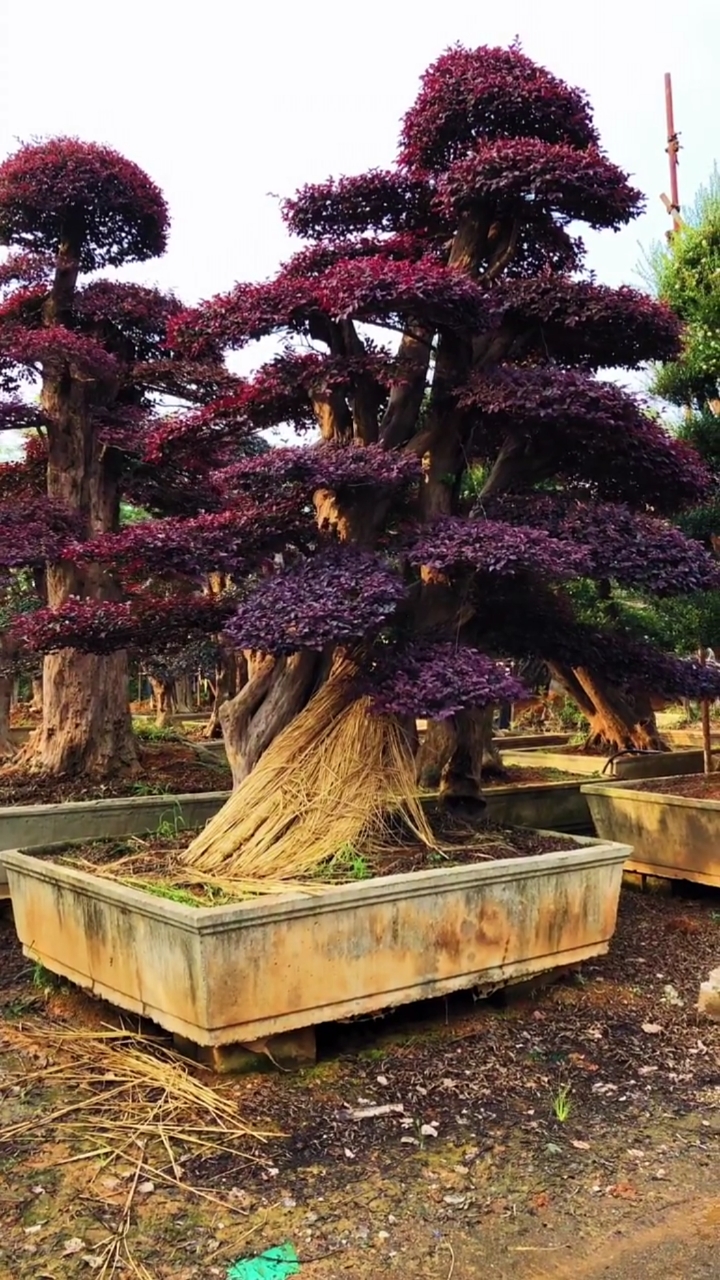 百年老桩红花继木造型树,四季不落叶,庭院别墅首选