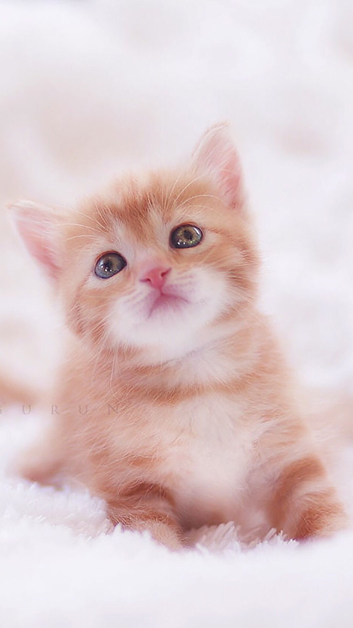 猫咪日记#卡哇伊伊伊