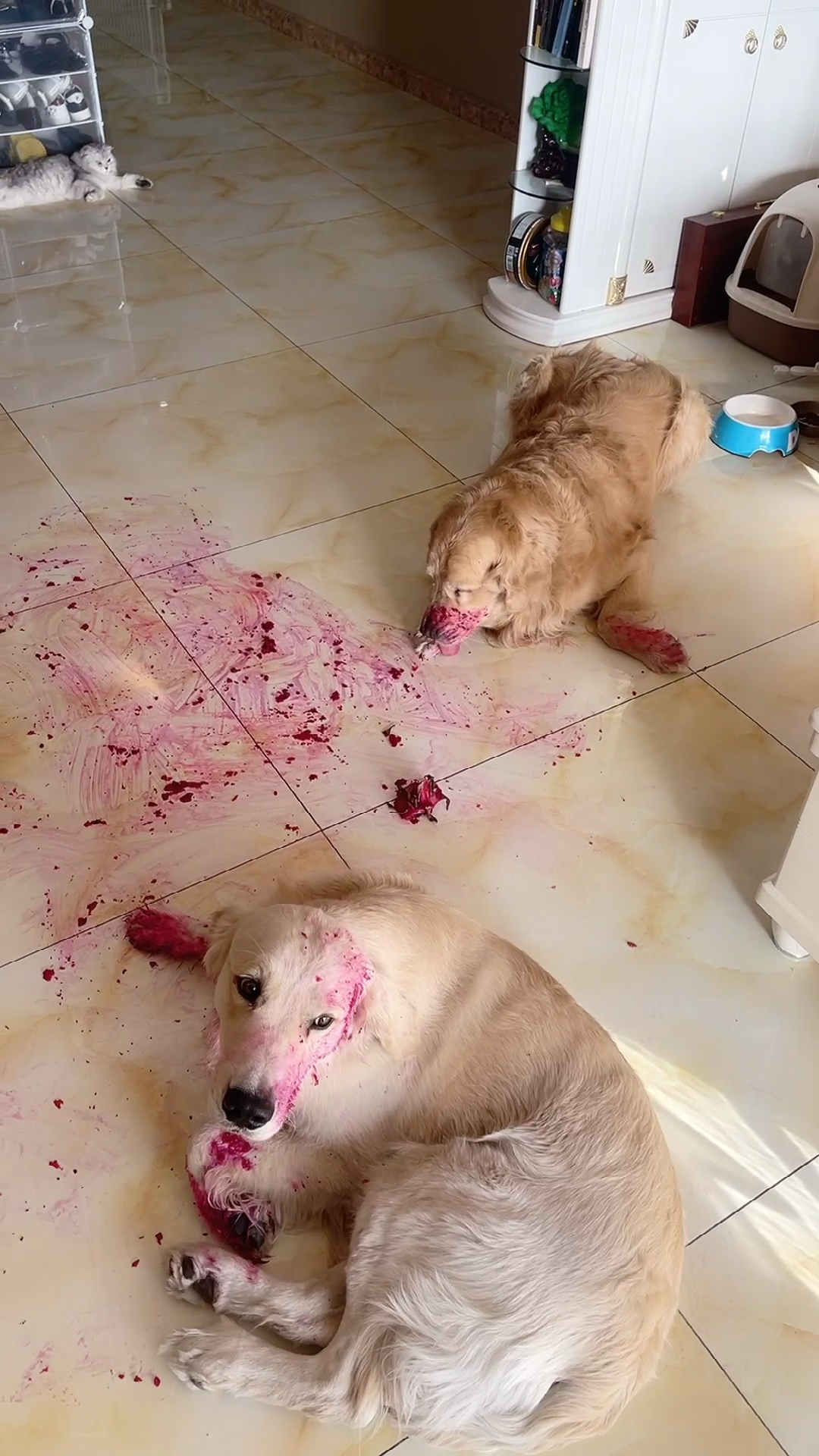 金毛#这就是他们偷吃火龙果的现场