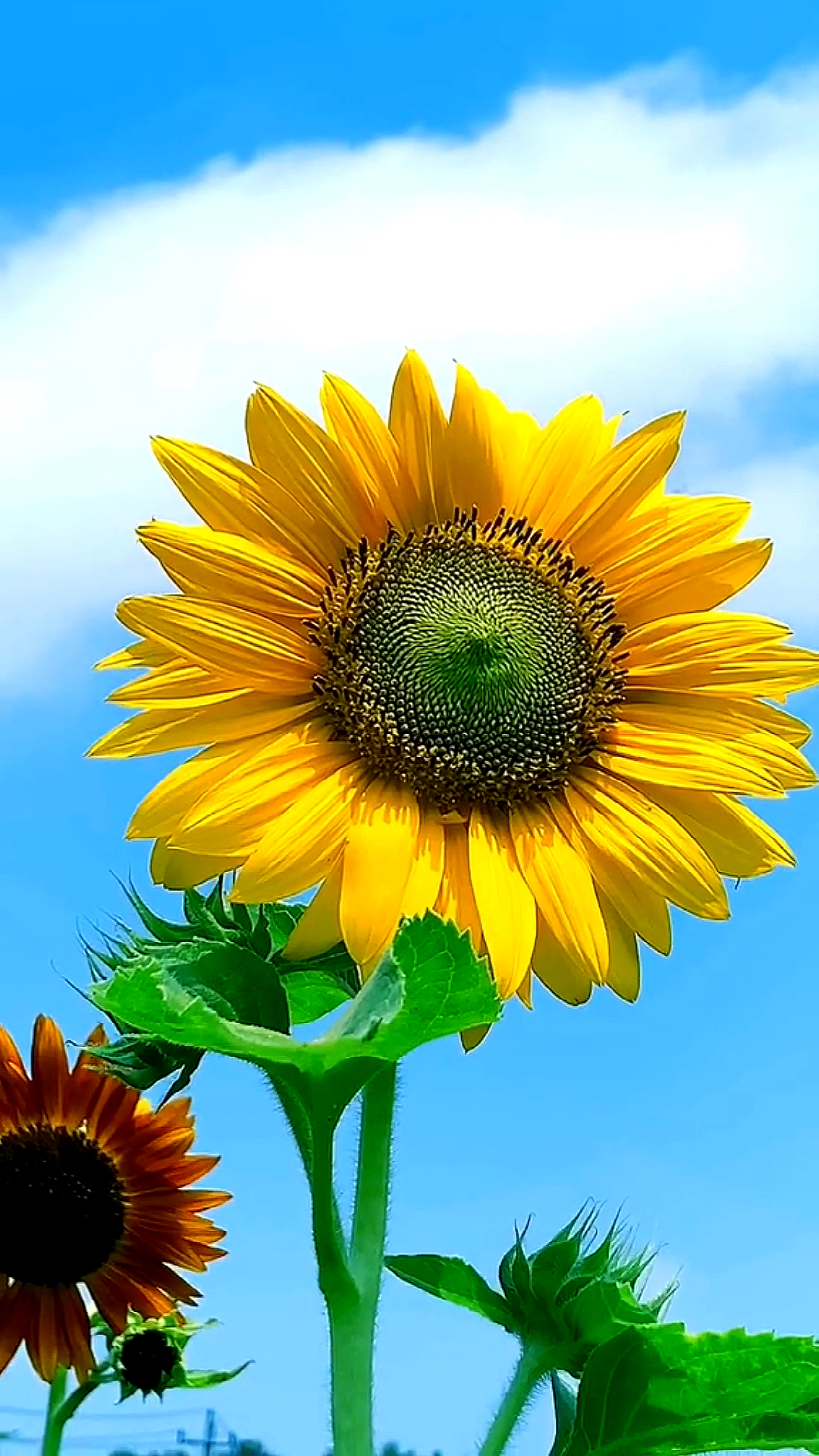 春日野餐好去处#每天迎着阳光.给自己一个微笑告诉自己.加油!加油!