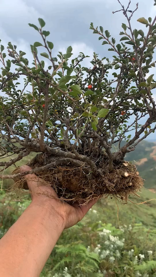 荀子大果喜欢分享转发