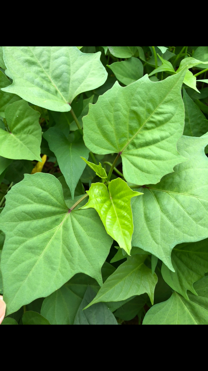 红薯叶子其实挺好吃的.