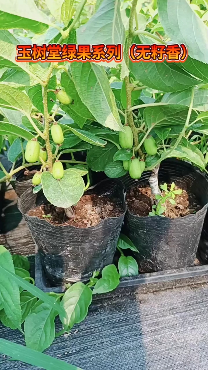 连皮都可以吃的猕猴桃,南北方盆栽地栽均可种植