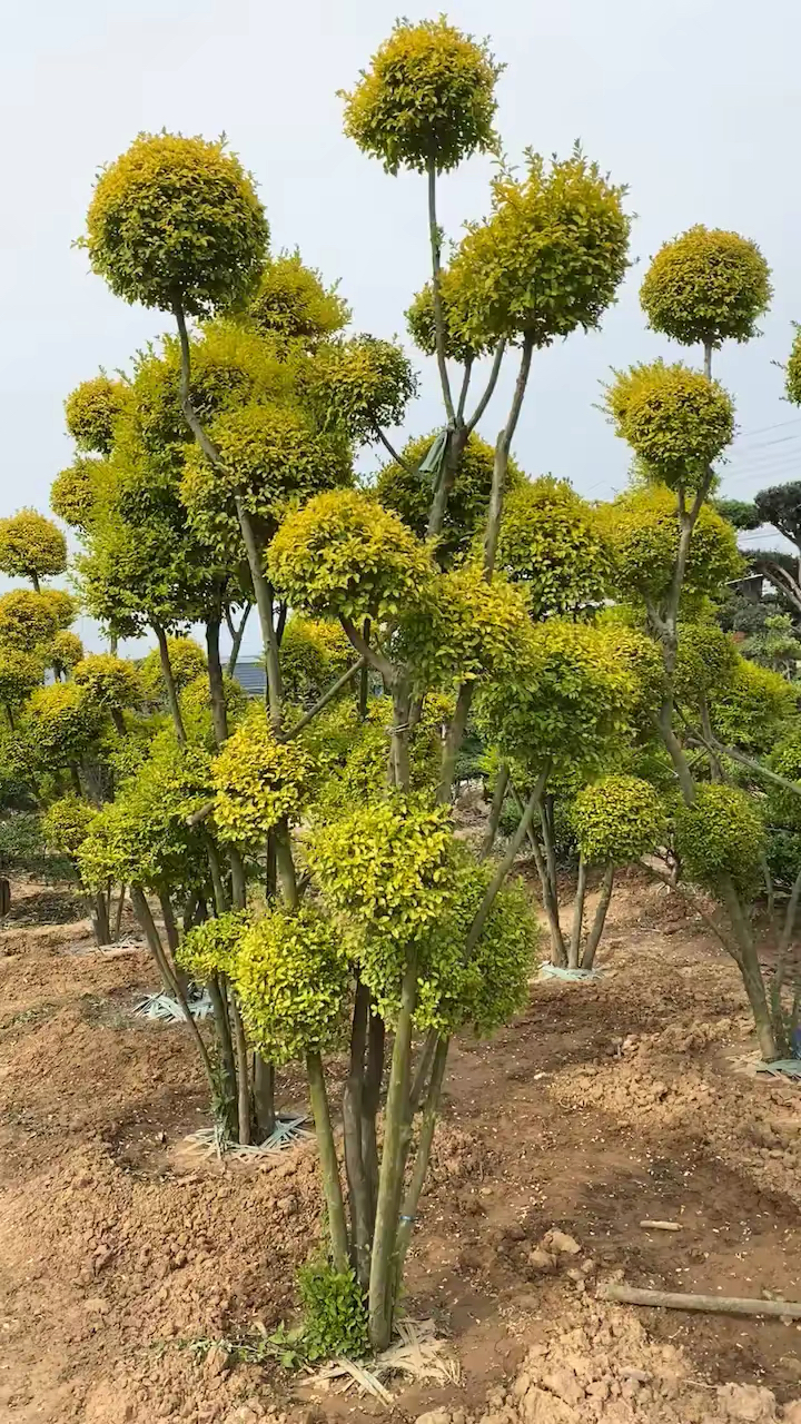 亮晶女貞造型樹,四季不落葉,適合庭院別墅農家小院栽植