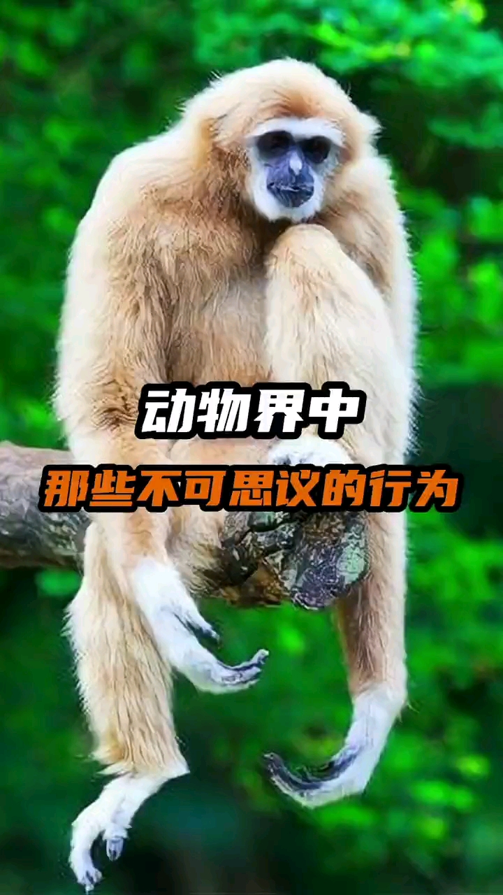 神奇动物在这里#动物界中那些不可思议的行为