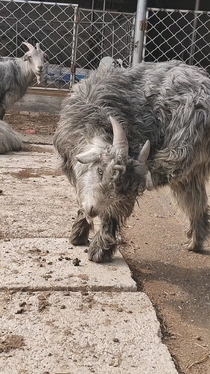 青山羊#鲁西南国宝青山羊一年两窝一窝能下四五个