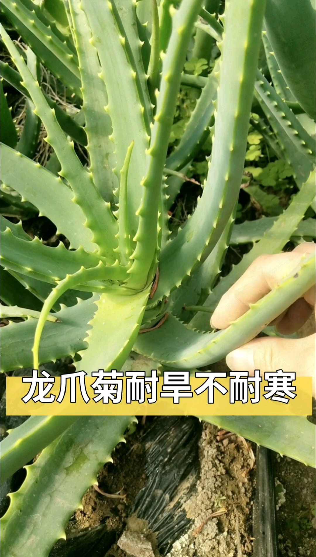 木立芦荟的功效与作用图片