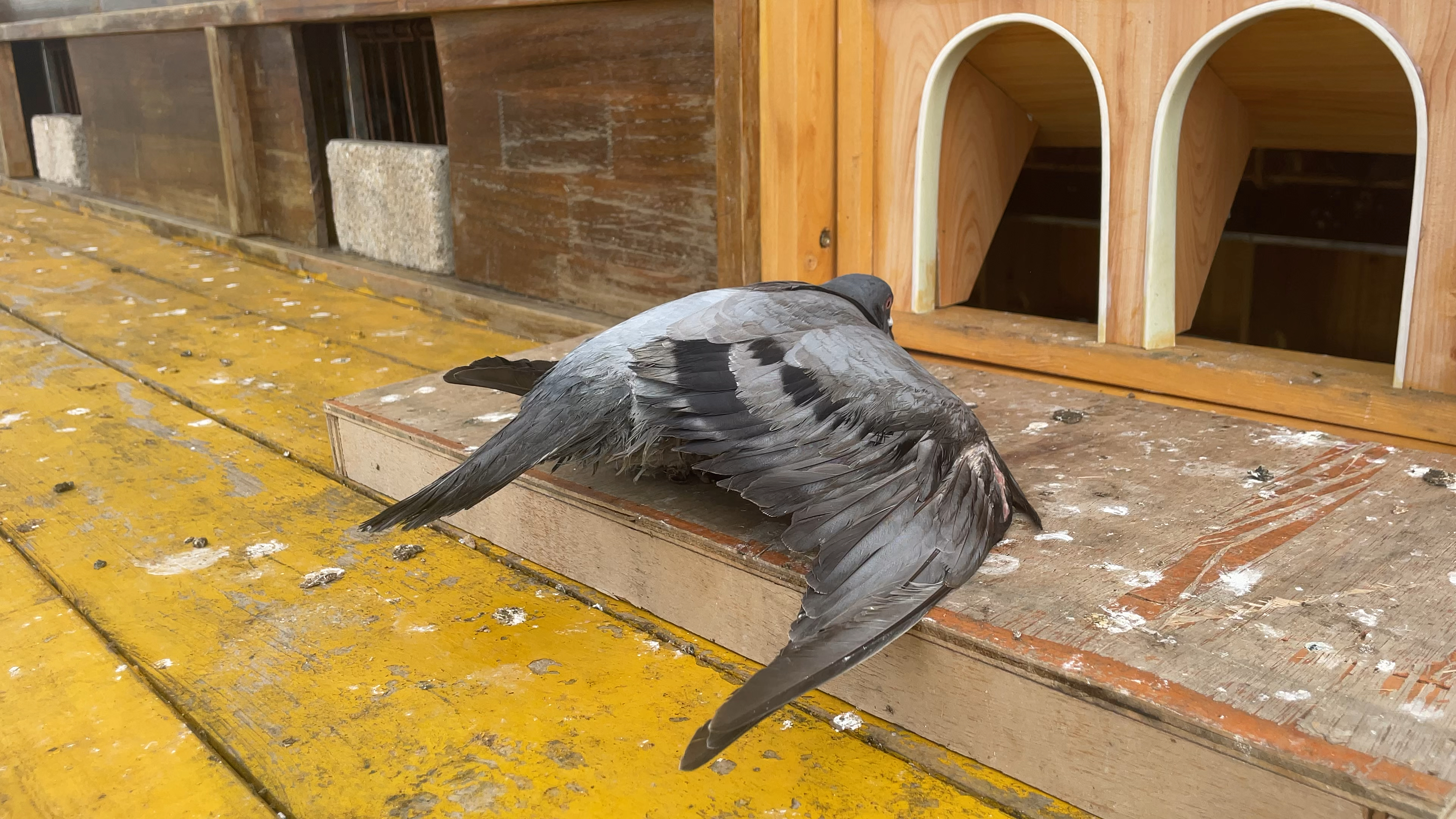 鸽子#不是所有的垃圾灰都叫势山