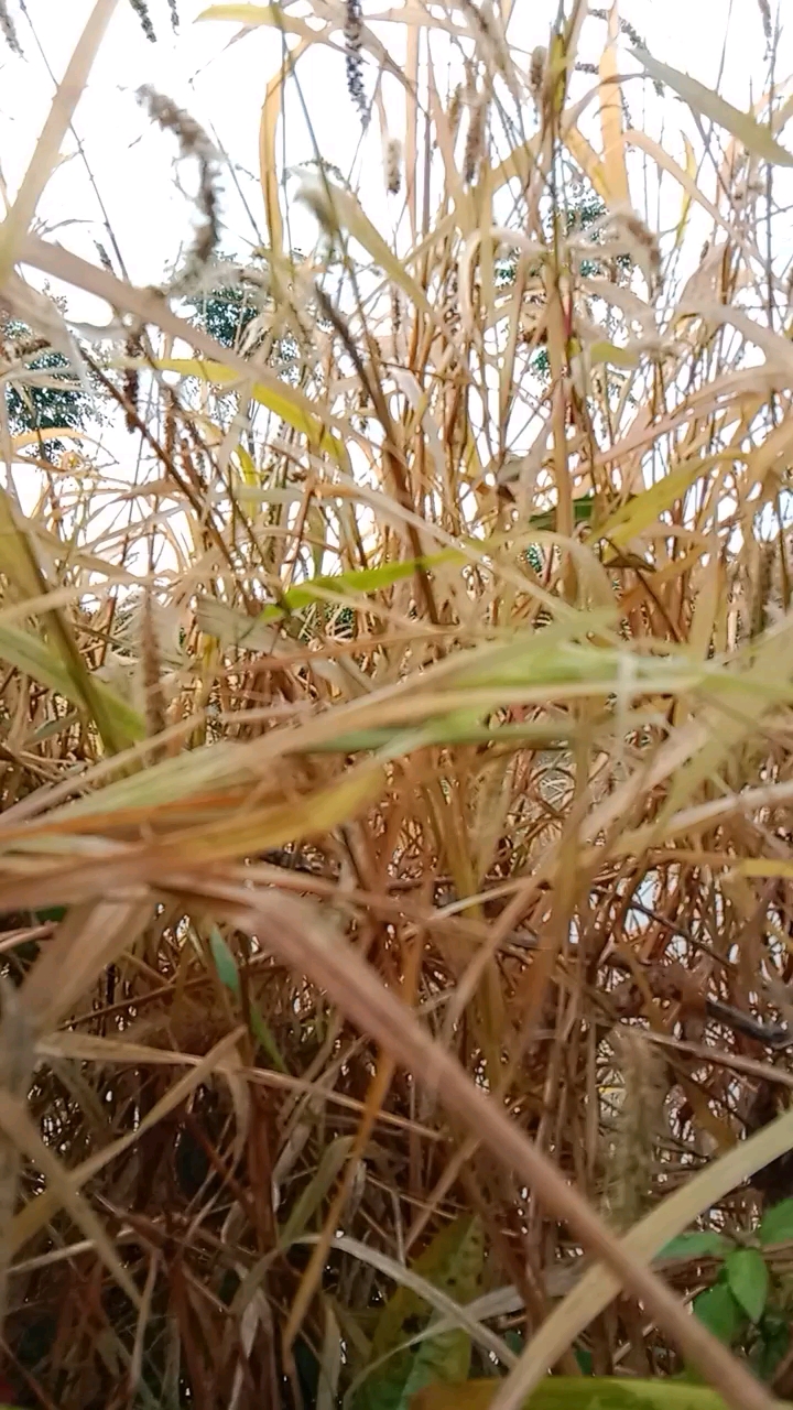 渐渐枯萎的狗尾巴草