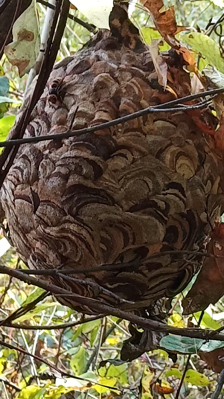 大山上的葫芦头蜂窝,采山人要小心哟!-度小视
