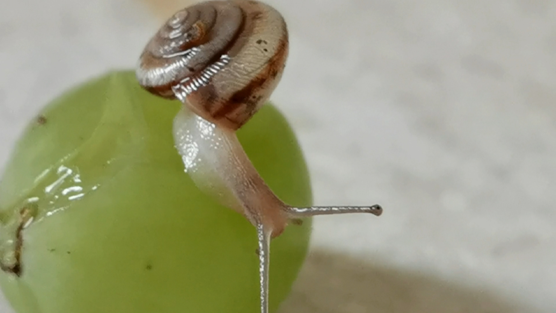 蜗牛偷吃我的葡萄,我气不过直接抓了它放葡萄上,它却无从下嘴