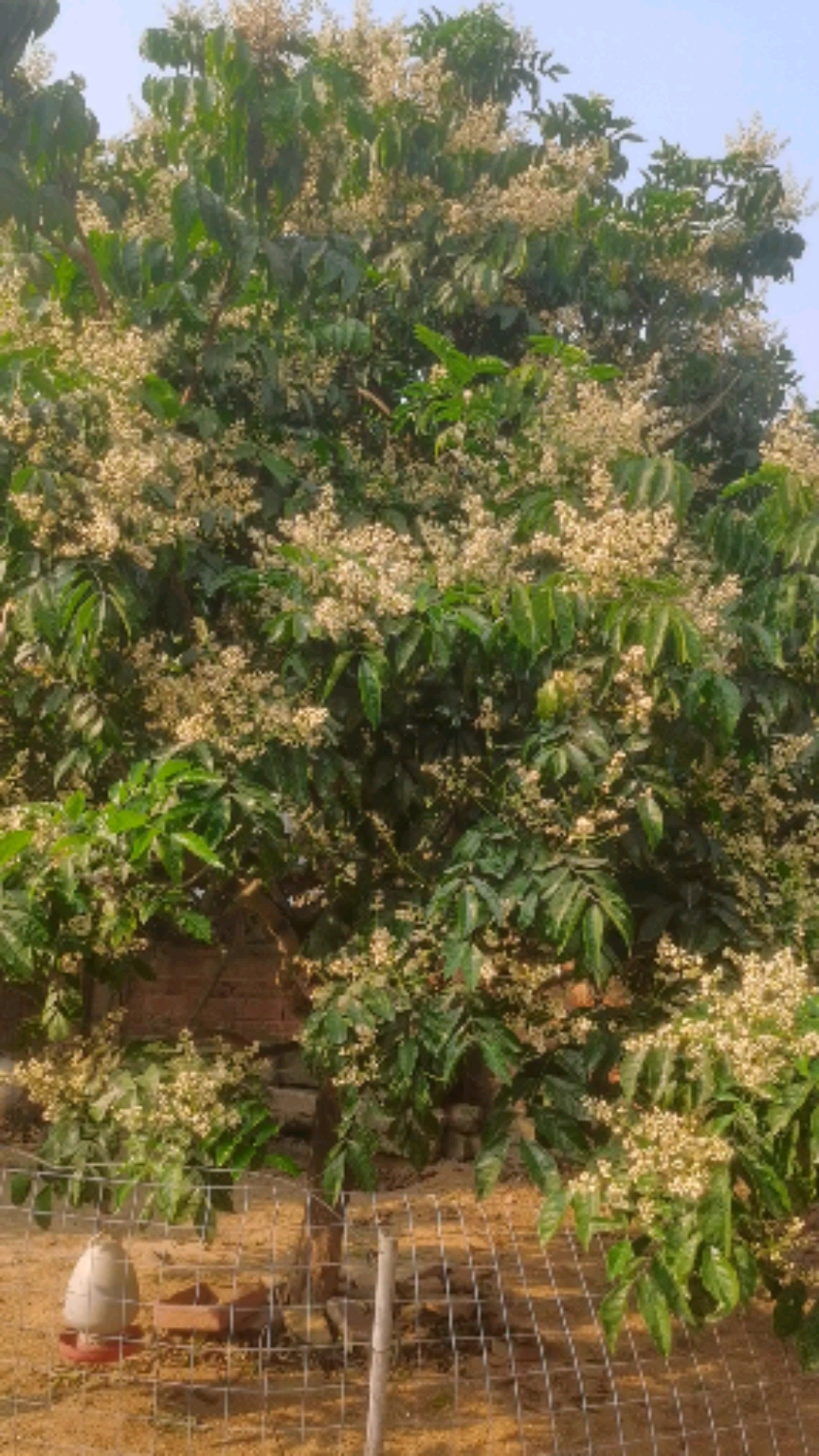 黄皮树大开花,满满的蜜蜂嗡嗡叫