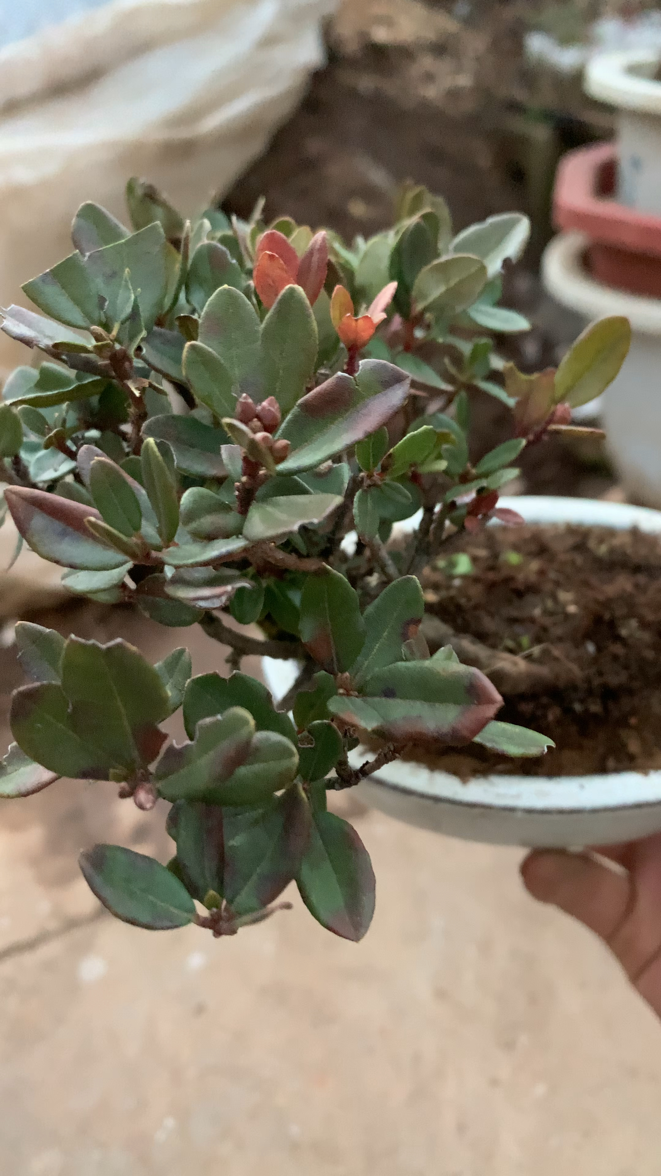 米叶杜鹃喜欢双击加关注