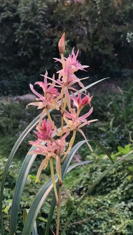 兰花寒兰红凤开品是不是美美的喜欢点个赞