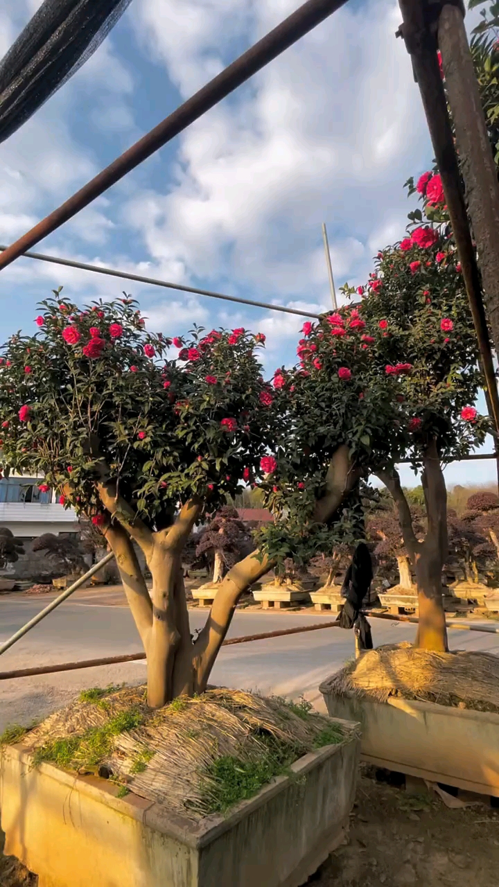 老桩茶花四季常青不落叶现在正是花期