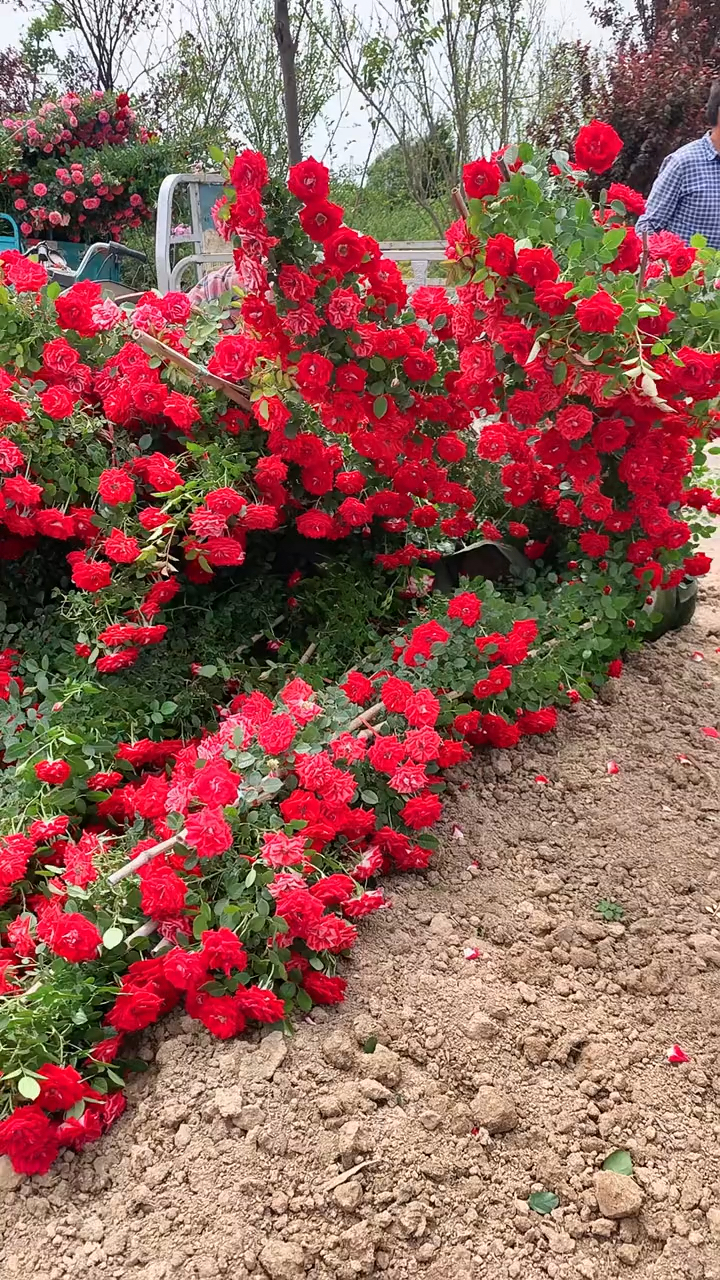 藤本月季小女孩花量多花期长多季循环开花